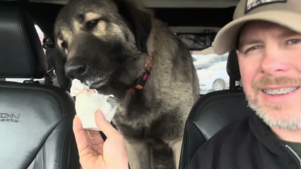 Apollo on a car ride