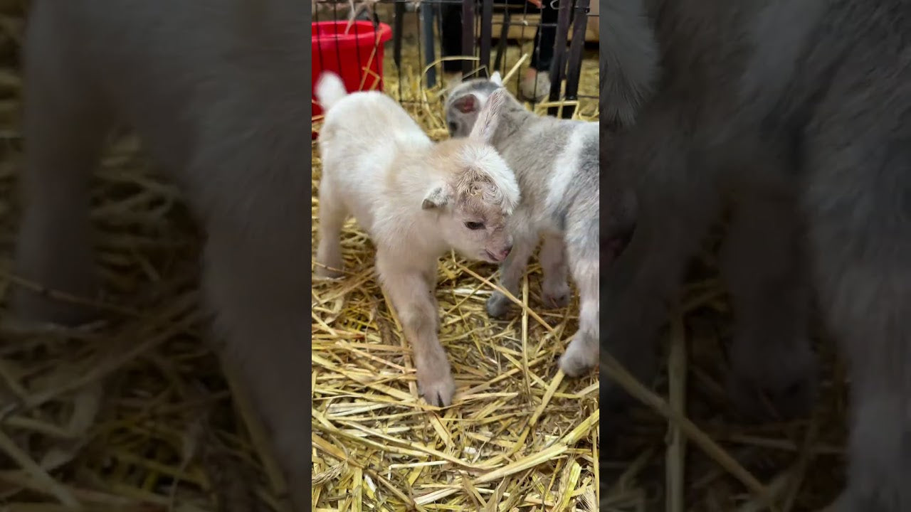 White baby goat in the barn