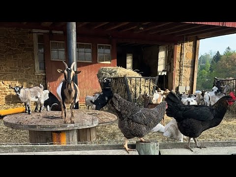Goats and hens at the barn