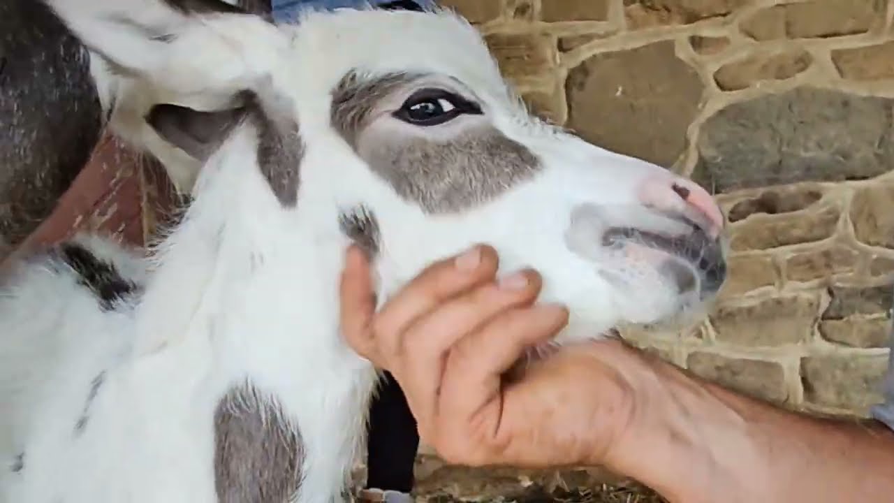 One-day-old miniature donkey
