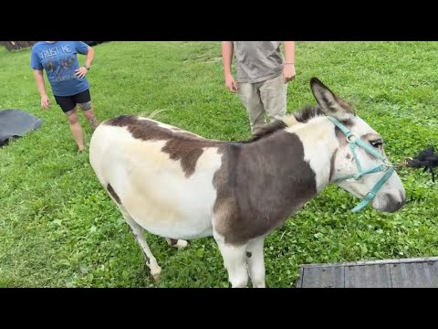 Fireman in the pasture